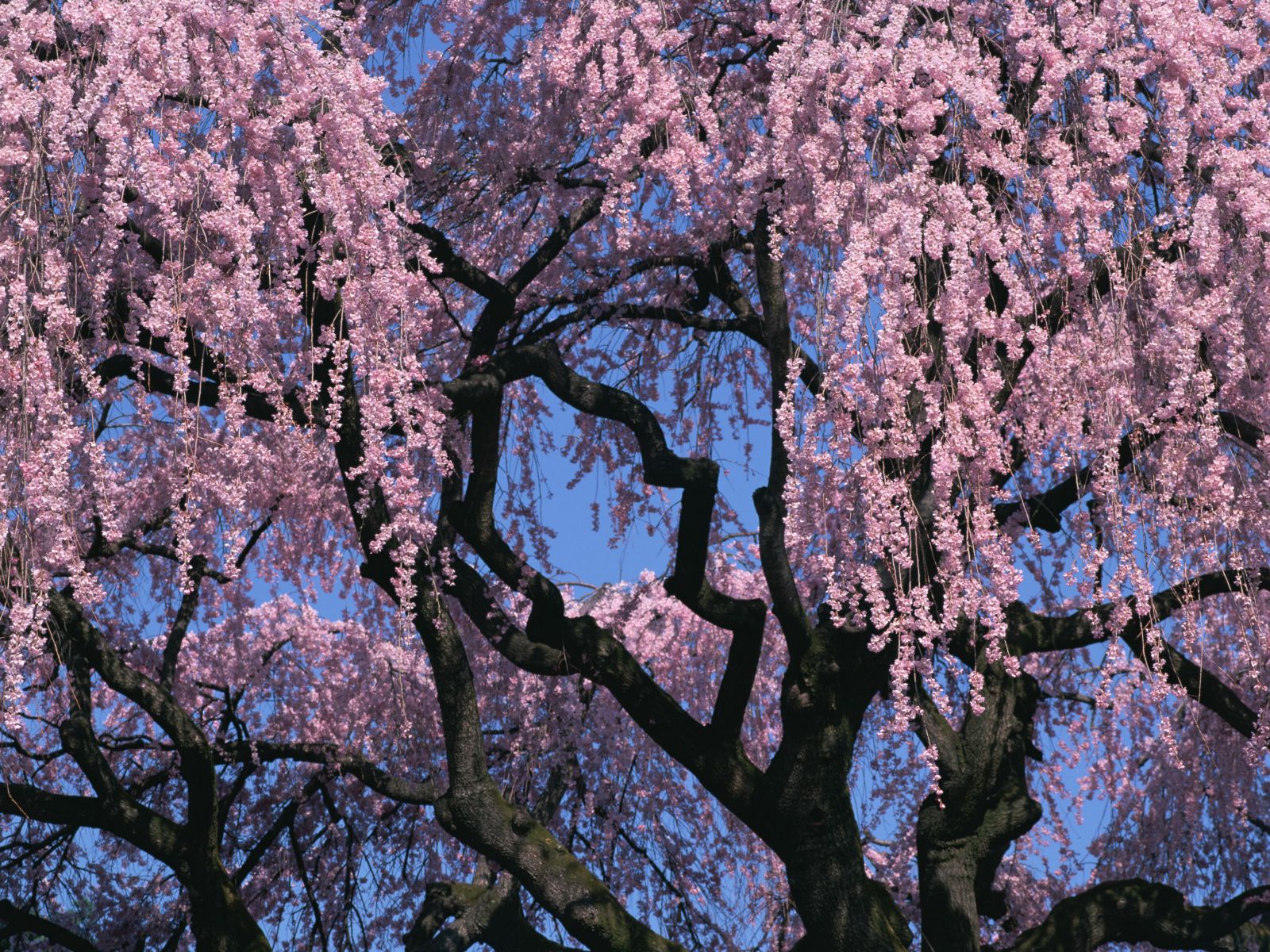 Cherry Blossom Tree Japan Wallpaper 1600 1200 1600x1200